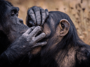 artikel-6-apen-300x225 Chimpansees verzorgen wonden met planten