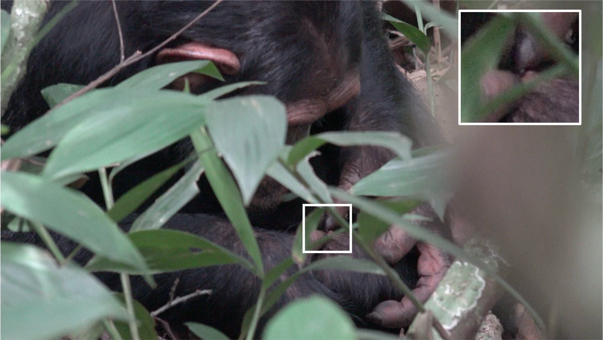 BQ-nieuwsbrief-Q1-2026-artikel-3 Chimpansees en wondzorg: Insecten als eerste hulp in het wild