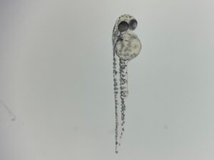 zebravislarven-300x225 Hoe bloedvaten razendsnel merken dat er een wond is