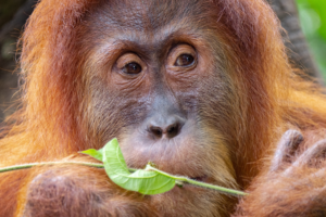 BQ-orangoetan-300x200 Orang-oetans en hun groene huisapotheek